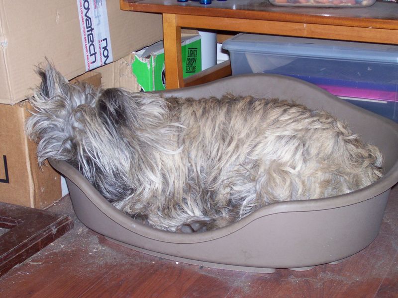 3rdd January 2011 001