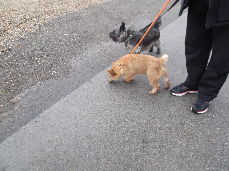 Cairn pups 003 Cairn pups 003