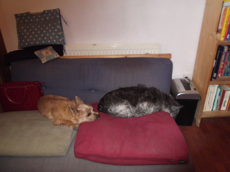 Cairn pups 008 Cairn pups 008