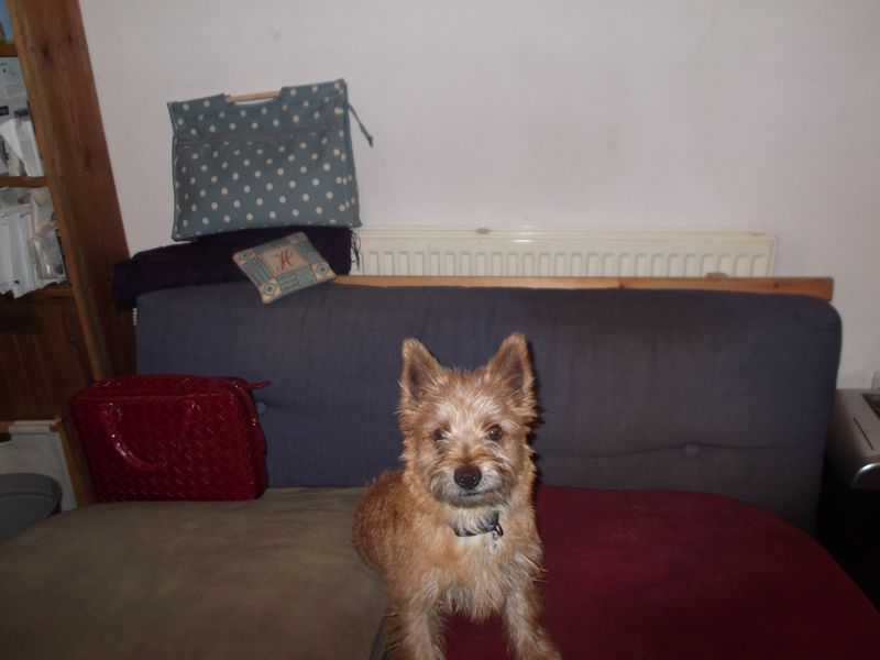 Cairn pups 004 Cairn pups 004