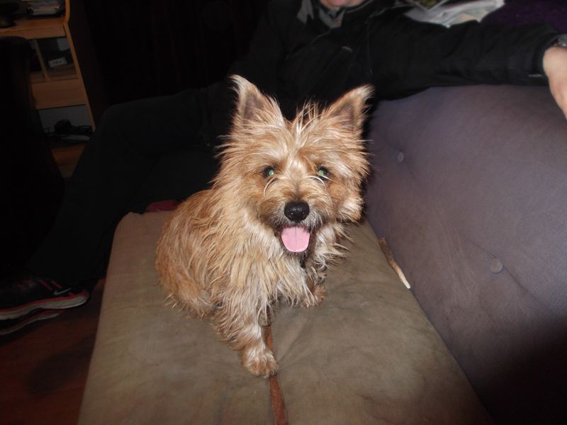 Dogs and crafts 005 Dogs and crafts 005