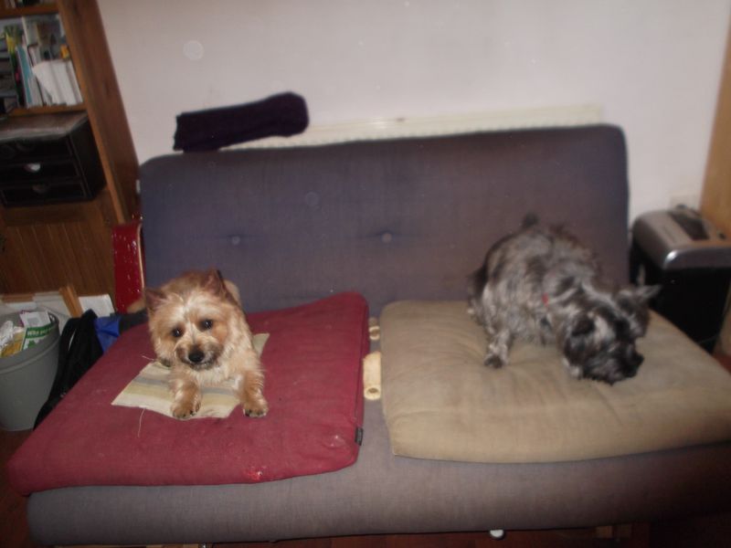 Dogs and crafts 012 Dogs and crafts 012