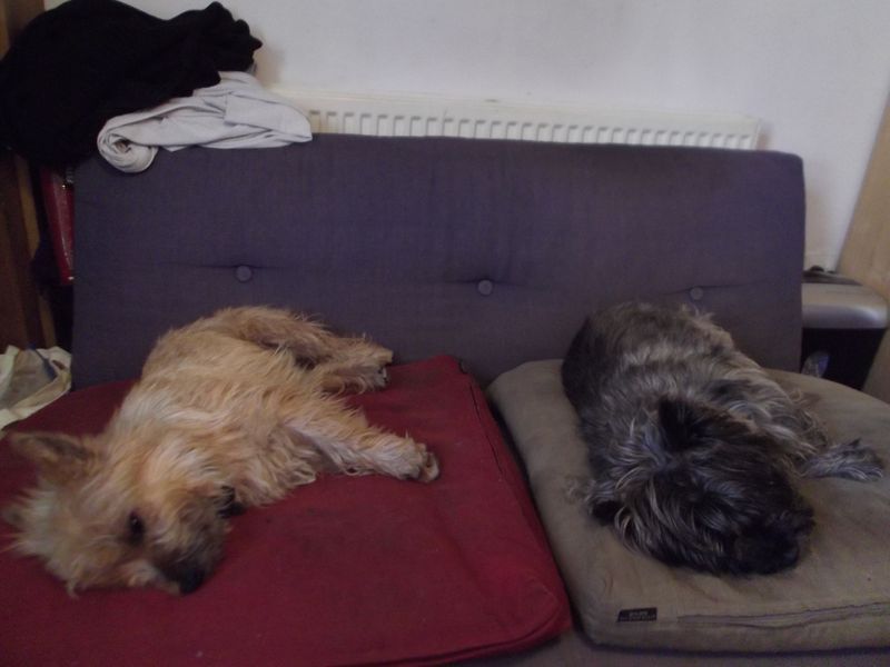 Damage, dogs and tapestry 006