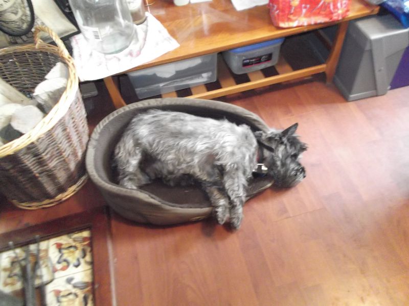 Cooker and canines! 002