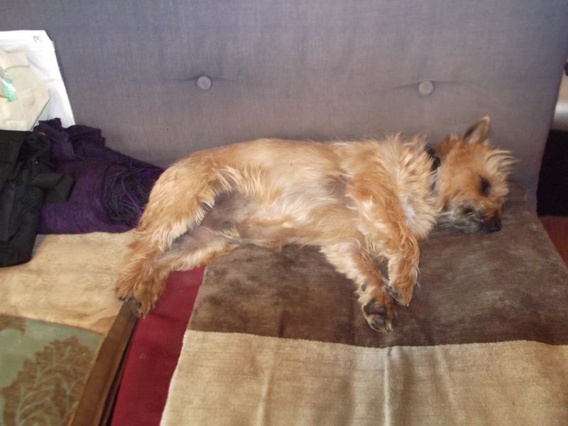 Cooker and canines! 003