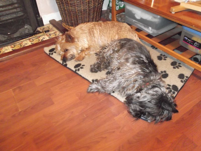 Dogs stitching 001 Dogs stitching 001