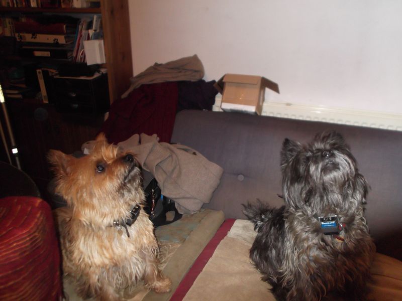 Cute Cairns and crafting 001