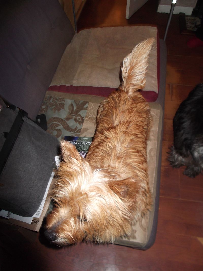 Dogs, diet, desk disaster 003