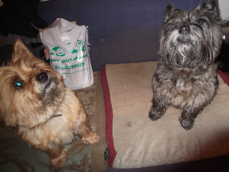 Dogs before and after 001 Dogs before and after 001