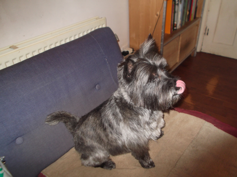 Dogs before and after 006 Dogs before and after 006