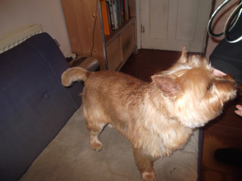 Dogs before and after 005 Dogs before and after 005