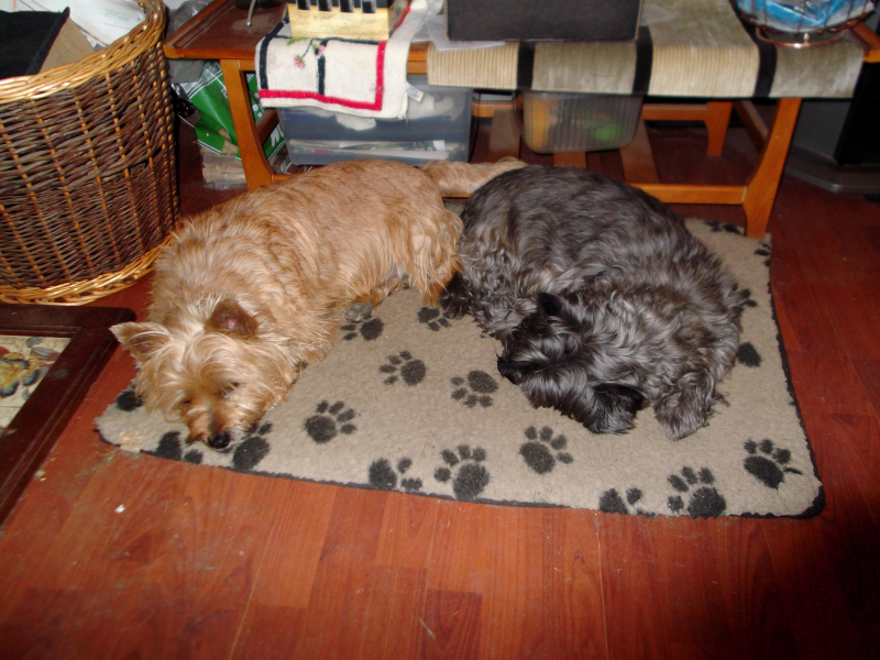 Dogs and sweater! 003